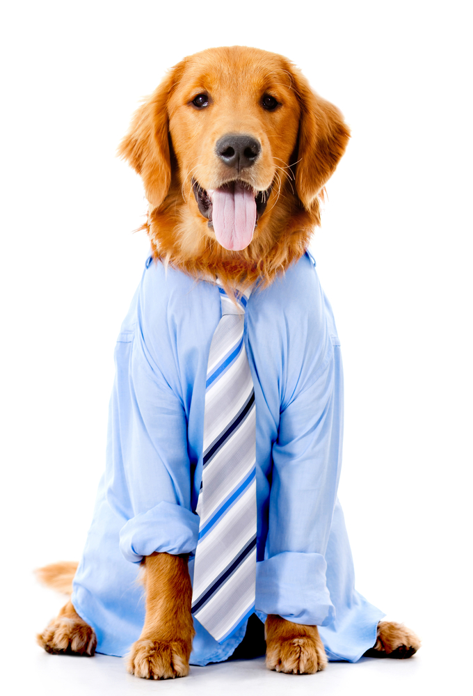 Dog dressed in a business suit - isolated over a white background